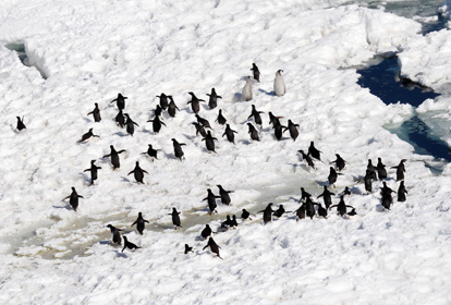 남극의 팽귄이 우르르 몰려가는 사진